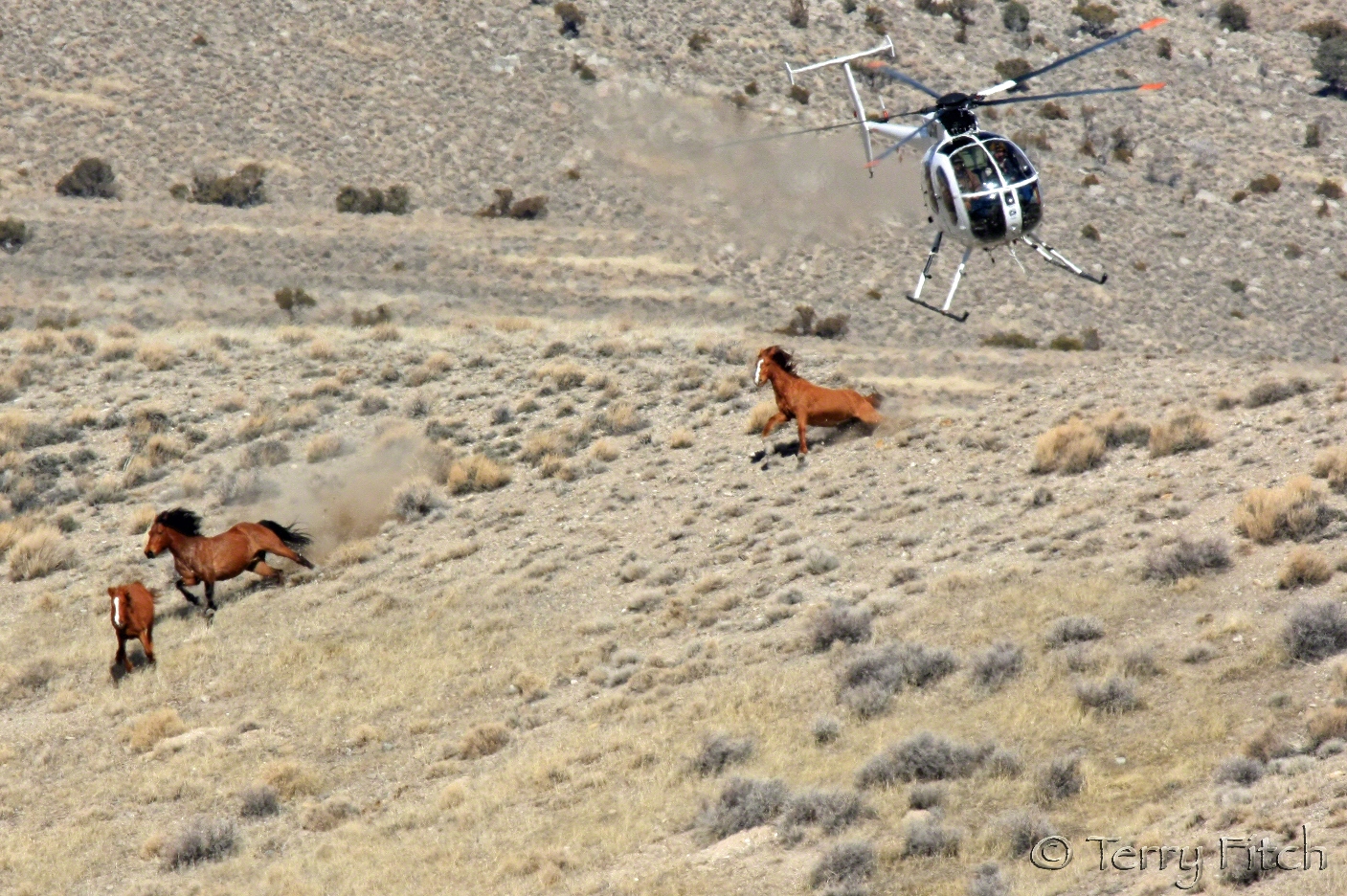 Mustang rescue team working with helicopter to safely gather wild horses, showing community collaboration in action