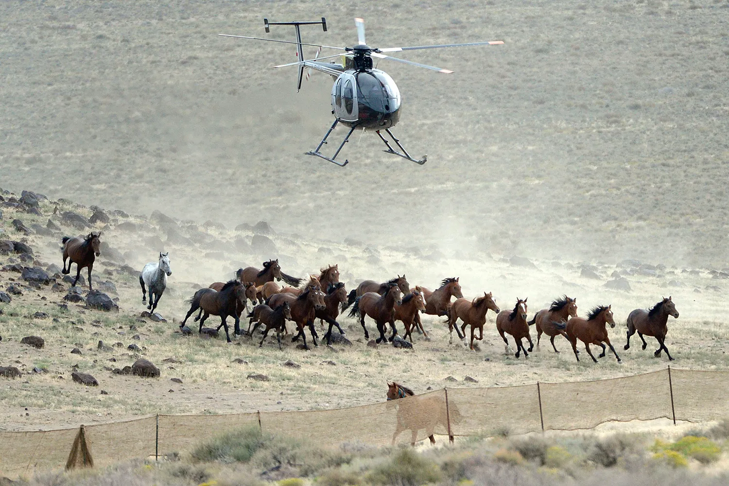 Wild mustang rescue operation with helicopter in background and herd of horses running across desert landscape